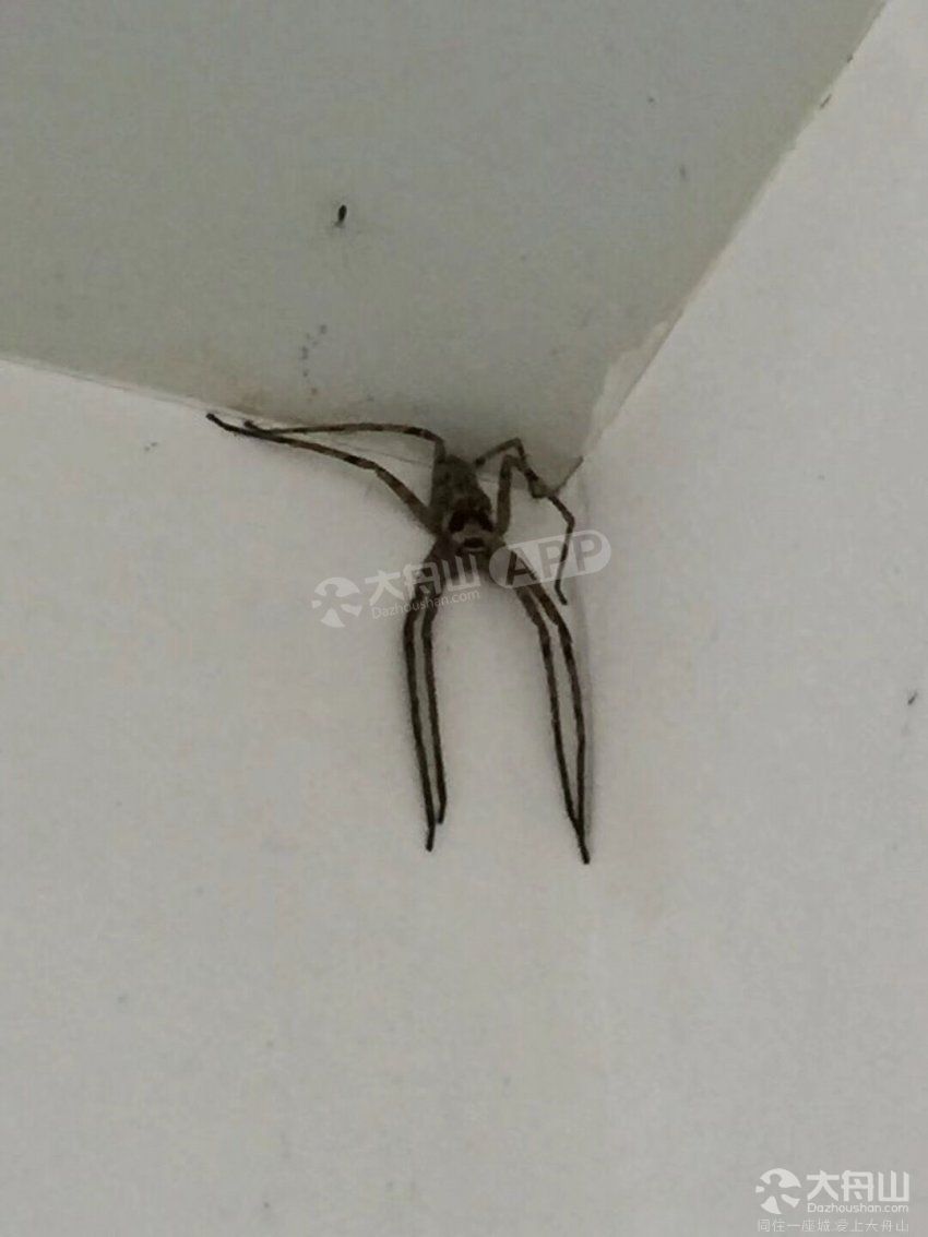 房顶出现一只超大蜘蛛 还长得一副"鬼脸",被吓个半死!