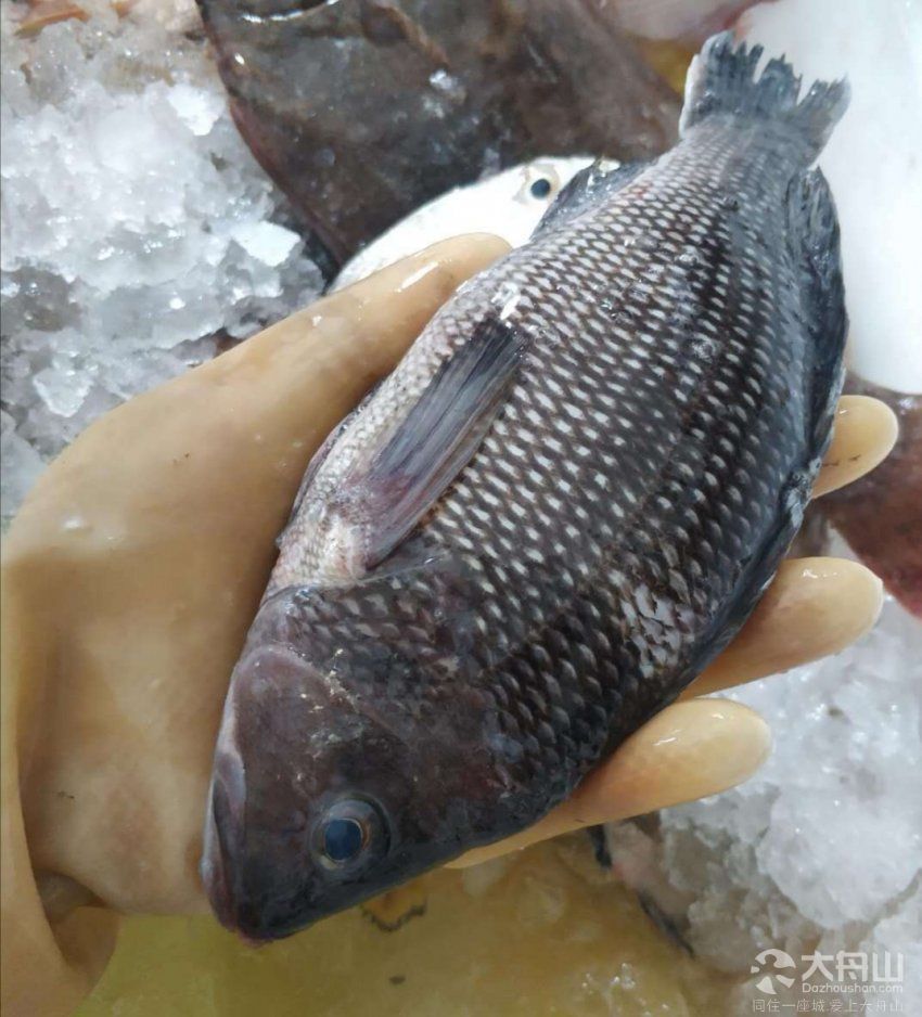 原产北美东海岸的条纹锯鮨/centropristi