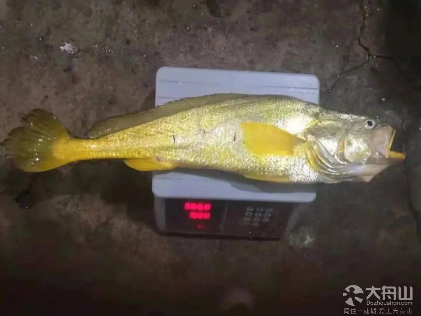 又一条野生大黄鱼,3.66斤!